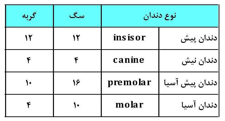 تعداد-دندانها-در-سگ-و-گربه