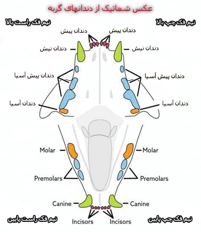 شماتیک-گربه