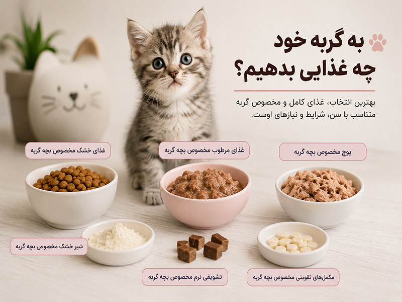 غذاهای-مناسب-بچه-گربه