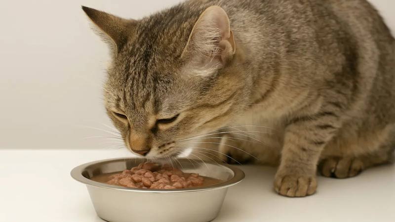 غذای-تر-گربه غذای-تر-گربه