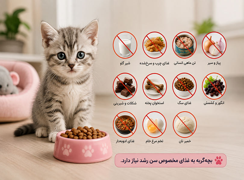 غذای-ممنوعه-بچه-گربه