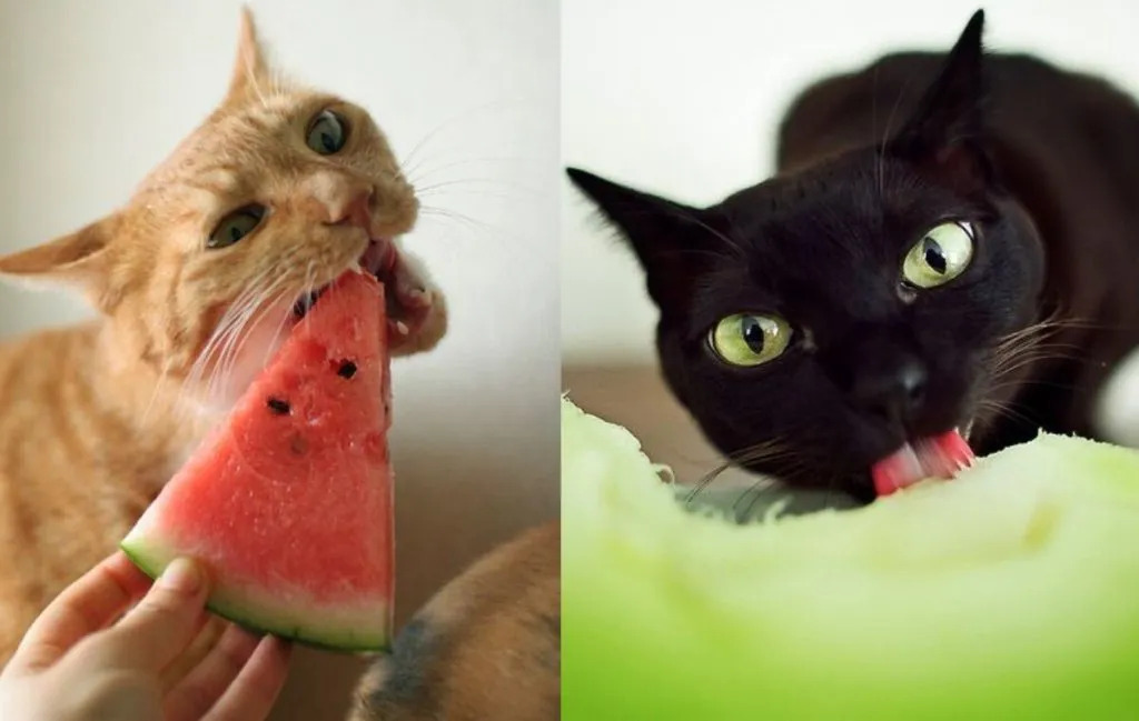 میوه-های-خوراکی-گربه میوه-های-خوراکی-گربه