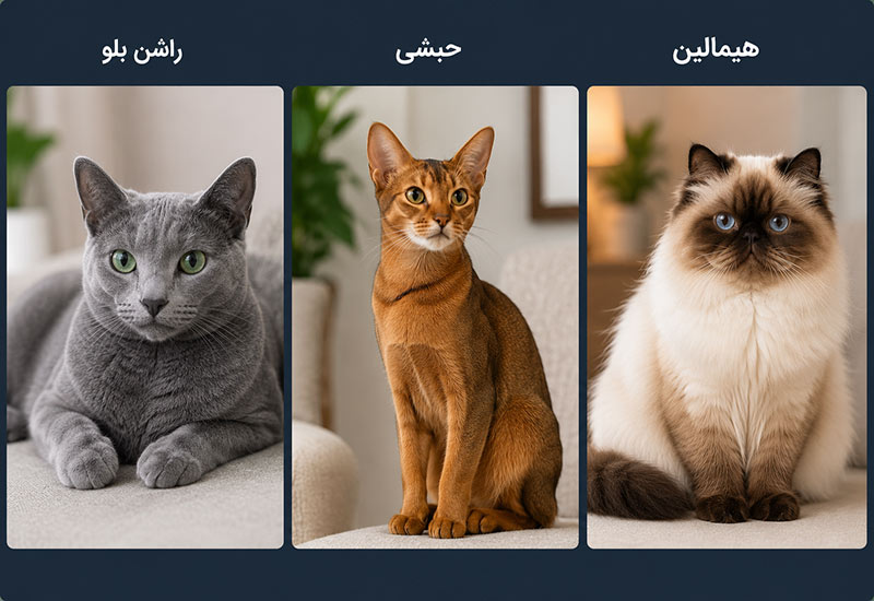 هیمالین-حبشی-راشین-بلو هیمالین-حبشی-راشین-بلو