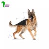 غذا خشک سگ بالغ رویال کنین مخصوص نژاد ژرمن شپرد ادالت (3 کیلویی)