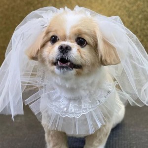 تور و یقه ست عروس مخصوص عکاسی از سگ و گربه