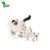 غذا خشک گربه رویال کنین مادر اند بیبی Mother & Babycat (2 کیلویی)