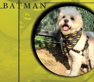 ست قلاده و دستمال گردن مخصوص نژاد کوچک طرح بتمن