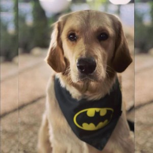 ست قلاده و دستمال گردن مخصوص نژاد بزرگ طرح بتمن