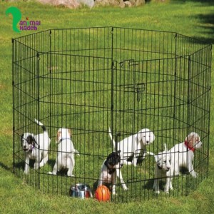 پارک سگ 6 ضلعی