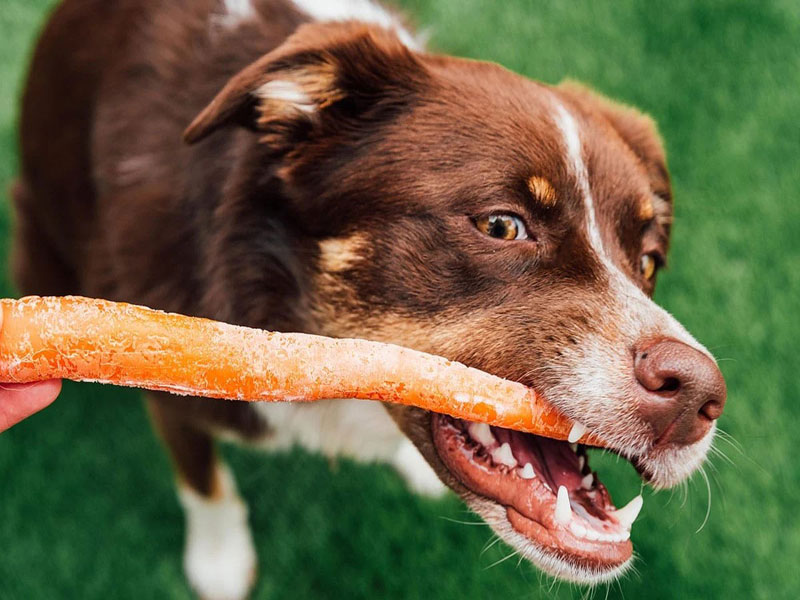 Dog-chew-treat