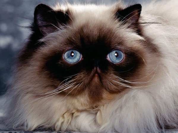 Himalayan-persian-cat-breed