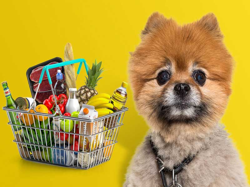 Homemade-food-for-Pomeranian-dogs11