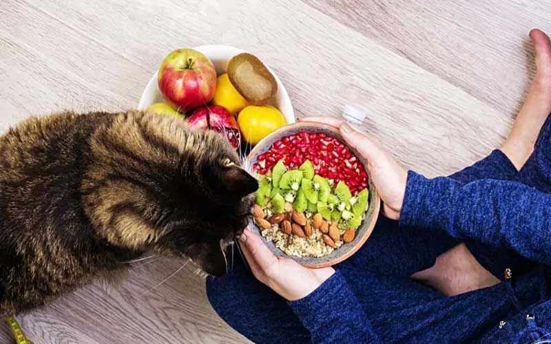 غذای خانگی سگ پامرانین