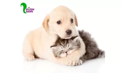 Keeping-kittens-and-puppies-2 Keeping-kittens-and-puppies-2