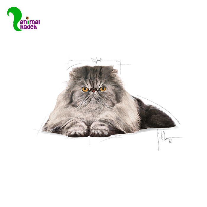 Persian-Cat-Adult-