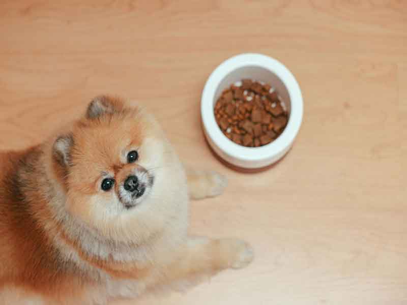 Pomeranian-dog-food1