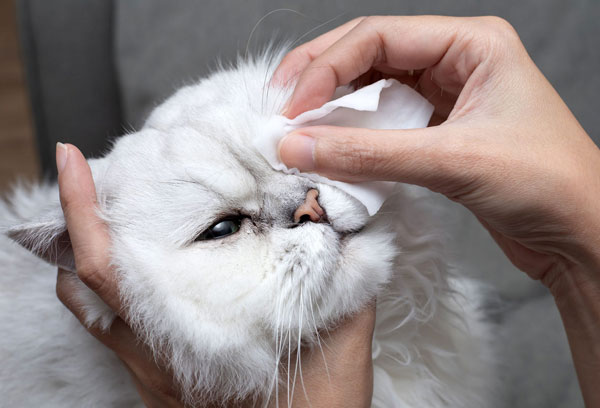cleaning-persian-cat-eyes