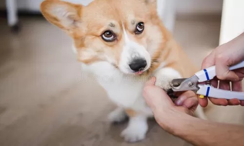 close-up-cutting-dog-nail-nail-clipper-dog-looking-to-camera-nail-clippers-next-to-him-indoor-picture-close-up-1808569921