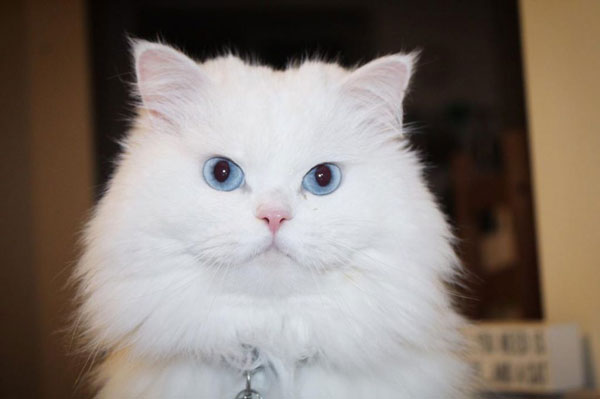 doll-face-or-classic-persian-cat-breed