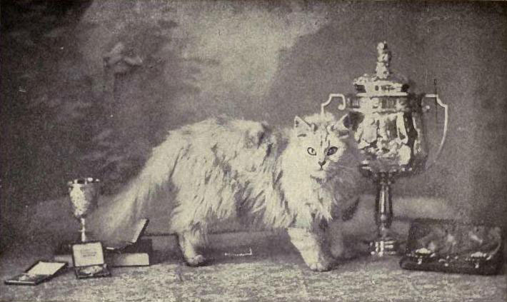 history-of-persian-cat