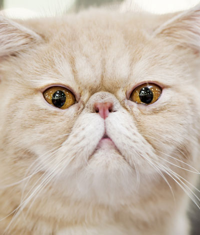 nose-of-persian-cat