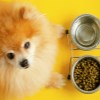 pomerian-dog-foods