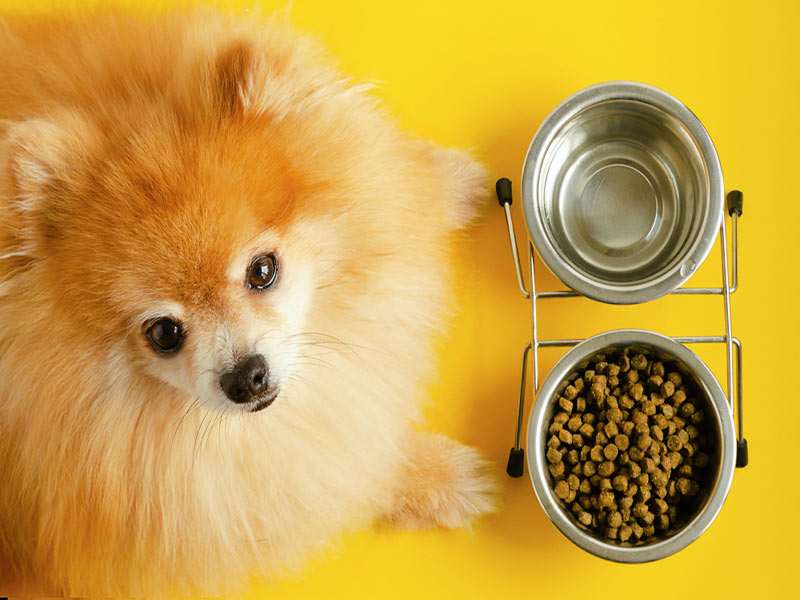 pomerian-dog-foods