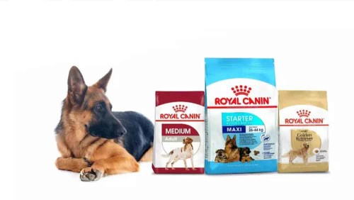 معرفی انواع غذای سگ رویال کنین | راهنمای خرید و نکات مهم