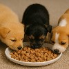 انواع-غذای-توله-سگ