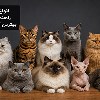 انواع-نژادهای-گربه