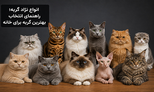 انواع-نژادهای-گربه انواع-نژادهای-گربه