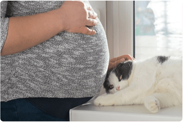 بارداری-و-گربه