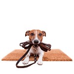 بنر-سگ-با-قلاده