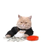 بنر-کوچک-اکسسوری-سگ