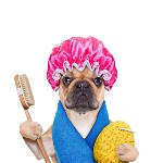 بنر-کوچک-بهداشتی-سگ