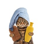 بنر-کوچک-بهداشتی-گربه