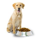 بنر-کوچک-غذای-سگ