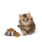 بنر-کوچک-غذای-گربه