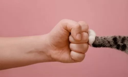 زبان-بدن-گربه-ها زبان-بدن-گربه-ها