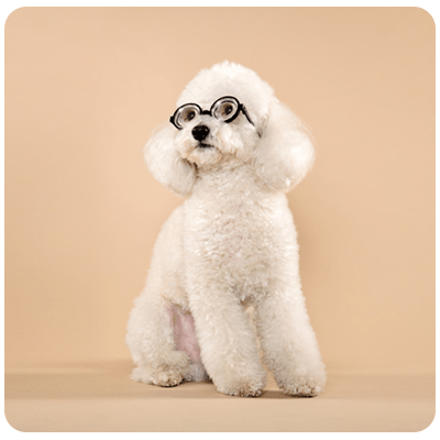 سگ-عینکی