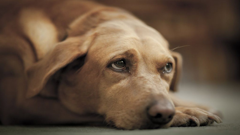 سگ-پیر سگ-پیر و مسن