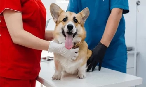 عقیم-سازی عقیم-سازی