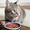 غذای-خشک-گربه-راهنما