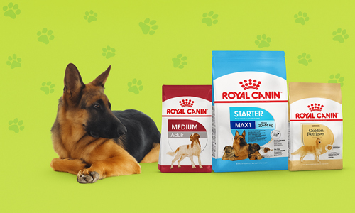 غذای-سگ-رویال-کنین غذای-سگ-رویال-کنین
