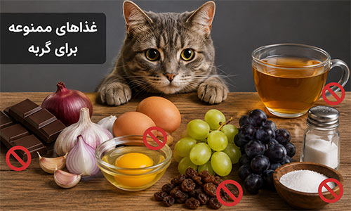 لیست-غذاهای-ممنوعه-برای-گربه لیست-غذاهای-ممنوعه-برای-گربه