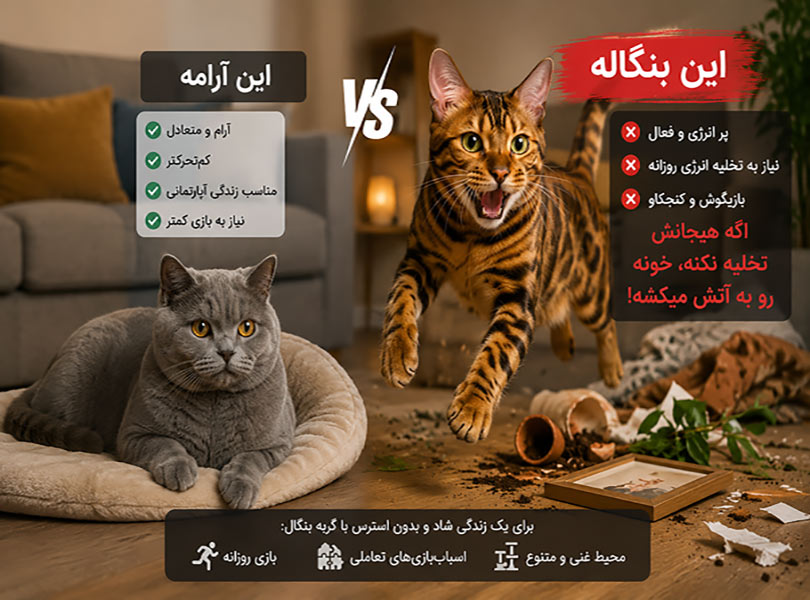 مقایسه-گربه-بنگال-و-پرشین- مقایسه-گربه-بنگال-و-پرشین-