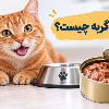 کنسرو-گربه-چیست